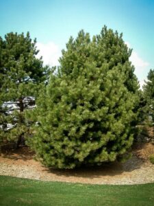 Сосна Чёрная (Pinus Nigra) купить по цене от 270.00р. в интернет-магазине «Посадика» с доставкой почтой в в Сочие и по всей России – [изображение №1].