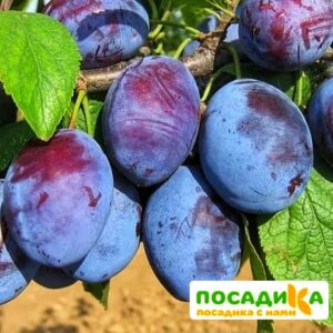 Слива Чачакская ранняя купить по цене от 229.00р. в интернет-магазине «Посадика» с доставкой почтой в в Сочие и по всей России – [изображение №1].