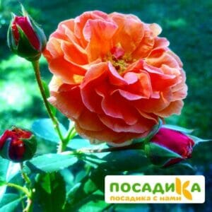 Роза Арабия купить по цене от 350.00р. в интернет-магазине «Посадика» с доставкой почтой в в Сочие и по всей России – [изображение №1].