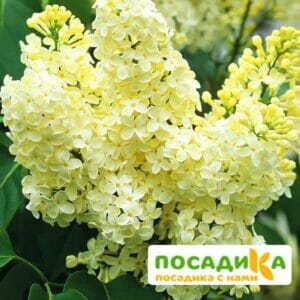 Сирень Примроуз (Primrose) купить по цене от 529.00р. в интернет-магазине «Посадика» с доставкой почтой в в Сочие и по всей России – [изображение №1].