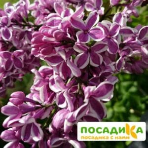 Сирень Сенсация купить по цене от 529.00р. в интернет-магазине «Посадика» с доставкой почтой в в Сочие и по всей России – [изображение №1].