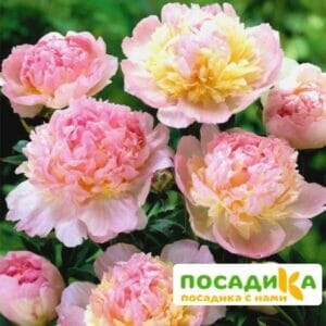 Пион Распберри Сандей (Paeonia Raspberry Sundae) купить по цене от 959р. в интернет-магазине «Посадика» с доставкой почтой в в Сочие и по всей России – [изображение №1].