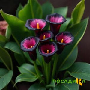 Калла Аура Лейс купить по цене от 400р. в интернет-магазине «Посадика» с доставкой почтой в в Сочие и по всей России – [изображение №1].