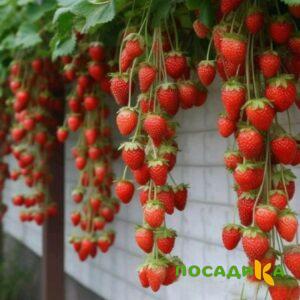 Клубника вьющаяся Комплимент купить по цене от 470р. в интернет-магазине «Посадика» с доставкой почтой в в Сочие и по всей России – [изображение №1].