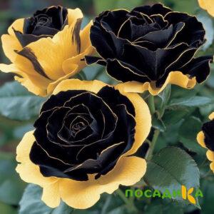 Роза Ханни Сикл купить по цене от 700р. в интернет-магазине «Посадика» с доставкой почтой в в Сочие и по всей России – [изображение №1].