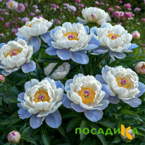Пион акварельный Этюд купить по цене от 806р. в интернет-магазине «Посадика» с доставкой почтой в в Сочие и по всей России – [изображение №1].