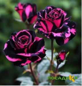 Роза Багровый Шепот купить по цене от 366р. в интернет-магазине «Посадика» с доставкой почтой в в Сочие и по всей России – [изображение №1].