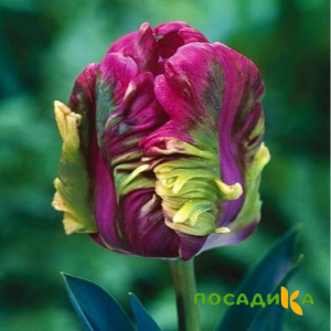 Тюльпан Экзотик Хэвен купить по цене от 186р. в интернет-магазине «Посадика» с доставкой почтой в в Сочие и по всей России – [изображение №1].